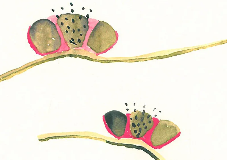 Las maraquitas