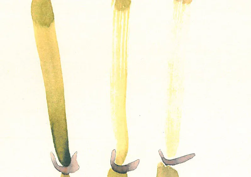 Las maraquitas