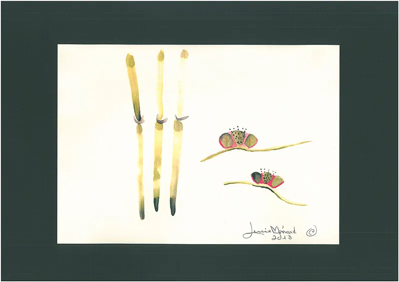 Las maraquitas